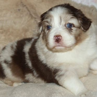 Австралийская овчарка, щенок