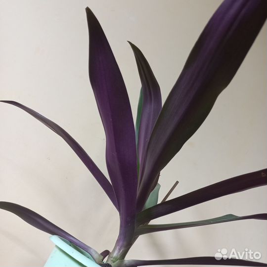 Традесканция рео