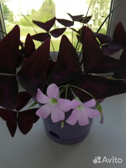 Комнатные цветы