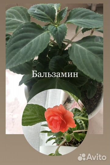 Бальзамин с махровыми цветами (ванька мокрый)