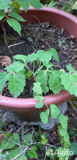 Декоративный виноград