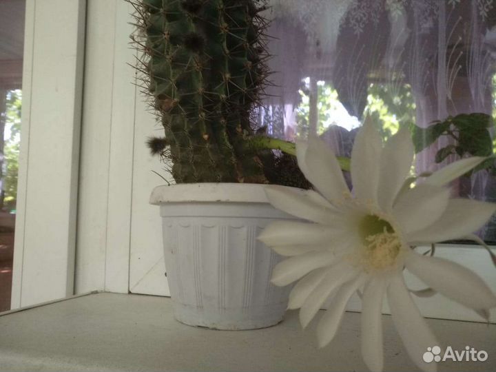 Комнатные цветы