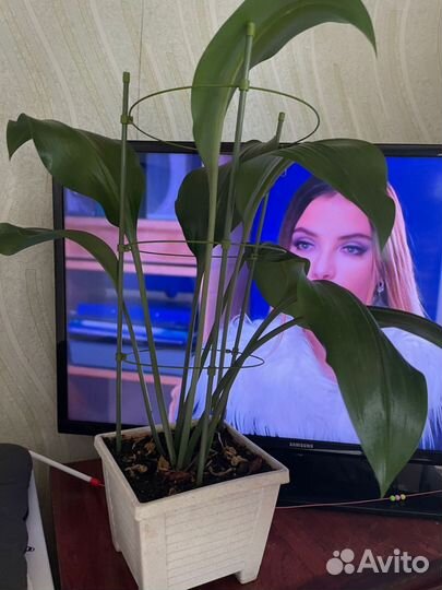 Комнатные цветы