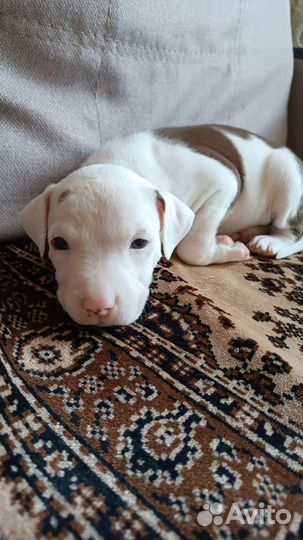 Собаки щенки