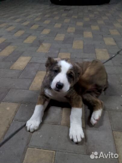 Среднеазиатская овчарка алабай щенки