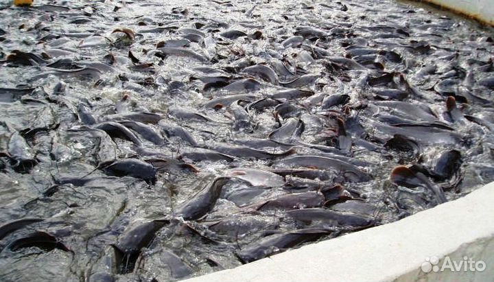 Малёк Африканского сома