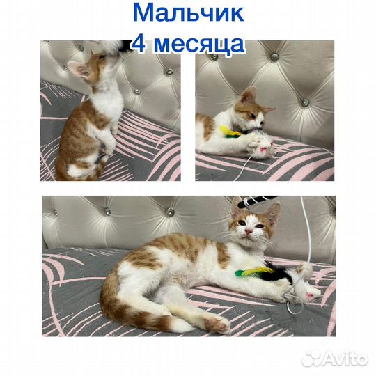 Милые котята