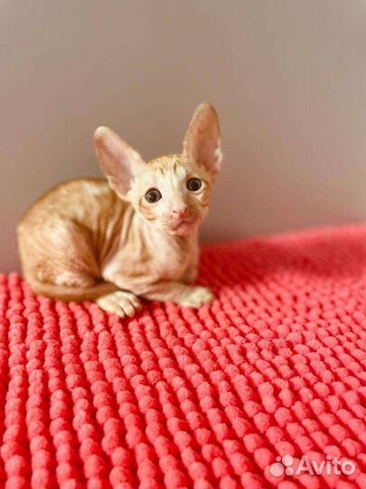 Корниш-рекс котята