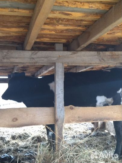 Корова телка