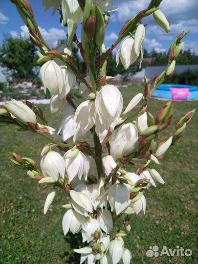 Юкка нитчатая