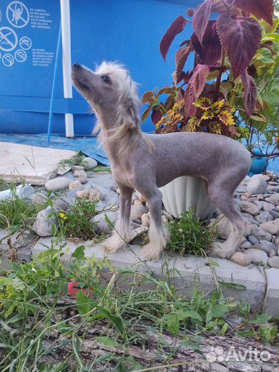 Китайская хохлатая