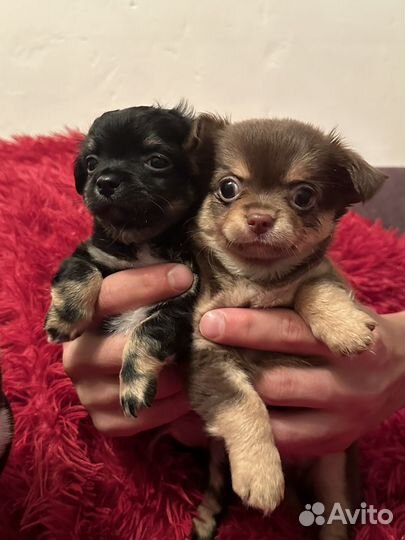 Щенки чихуахуа