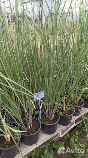 Лаванда,Шалфей,Ковыль,Мискантус в ассортименте