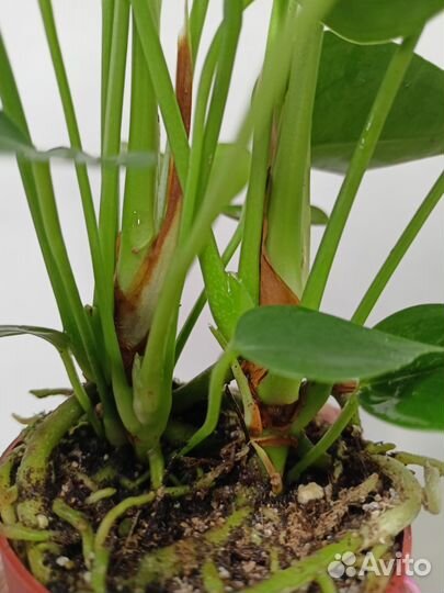 Антуриум Sweet Dream