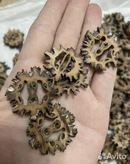 Плоды ореха для творчества