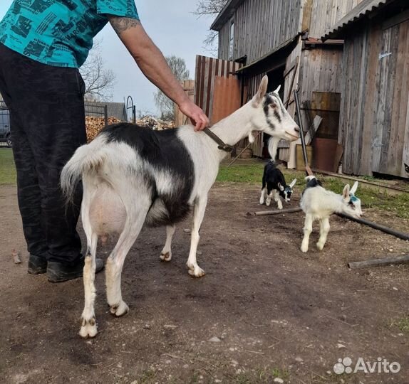 Альпийские чп козы