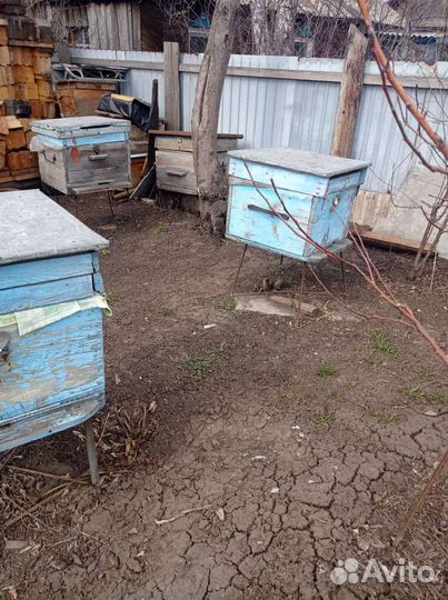 Продам пчелосемьи