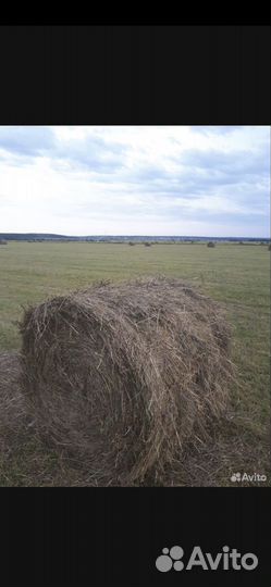 Продам сено в рулонах