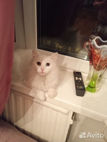 Передержка котов и кошек