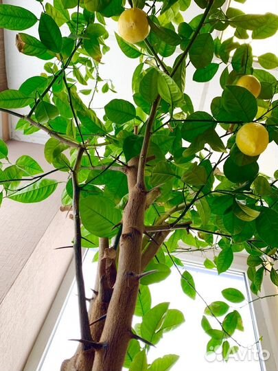 Лимонное дерево