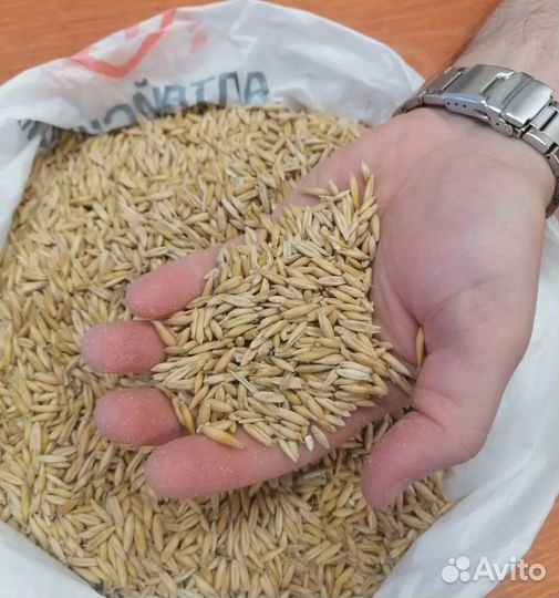Горох, Пшеница озимая на корм/посев