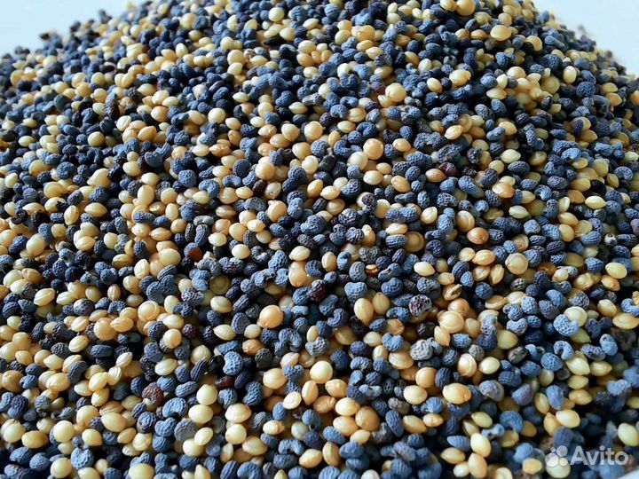 Корм для муравьев 5 видов