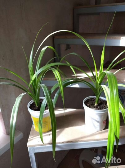 Панданус (пандан, винтовая пальма)