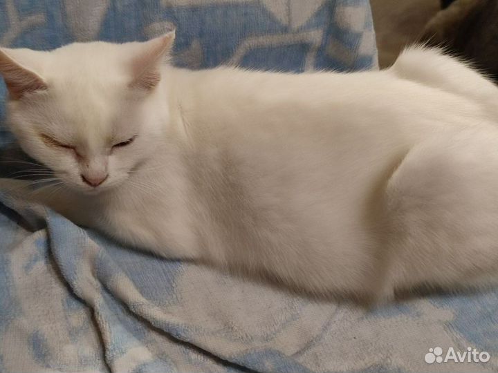 Кошки в добрые руки бесплатно