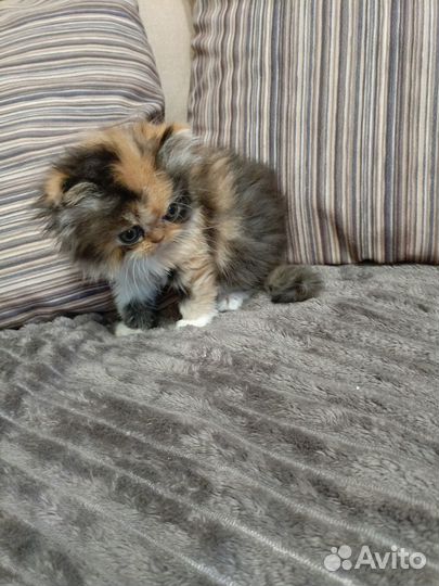 Персидские котята