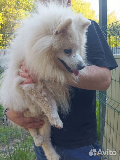 Японский шпиц