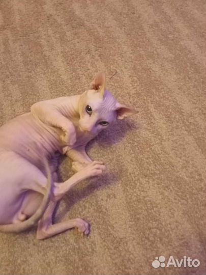 Кот.Донской сфинкс. Вязка