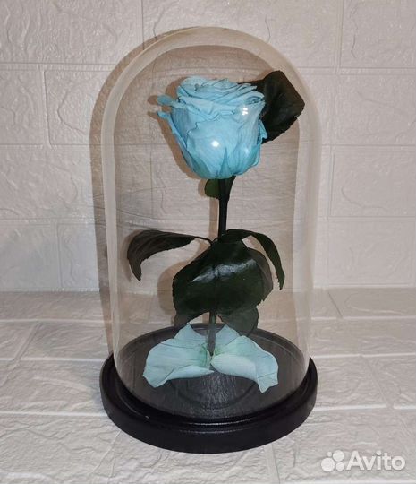 Живая роза в колбе premium