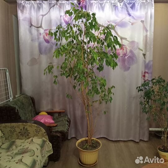 Фикус бенджамина 2м