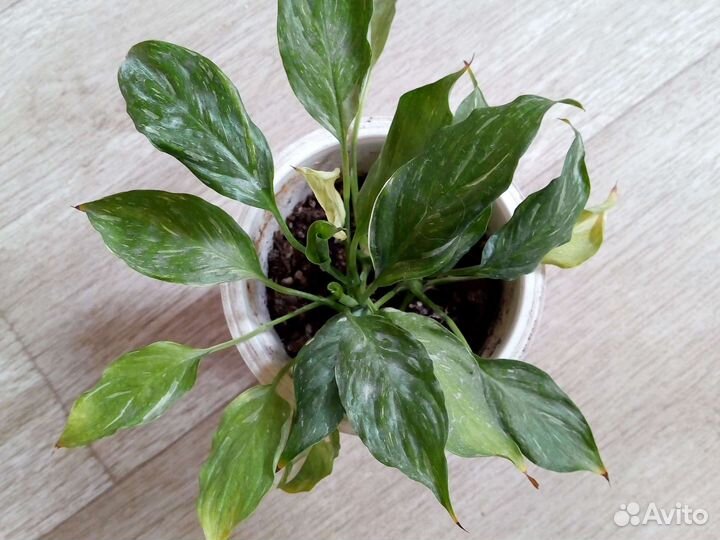 Спатифиллум Домино