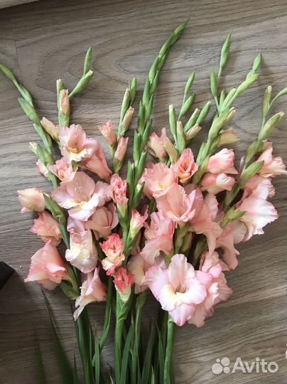 Гладиолусы срезка букет 9шт