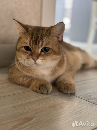 Кошка золотая шиншилла