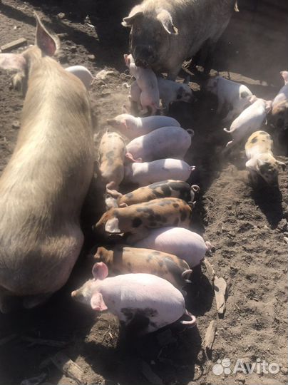 Поросята