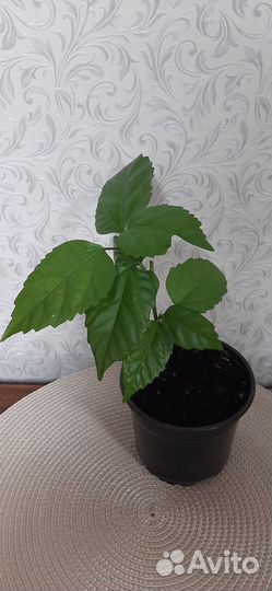 Гибискус махровый