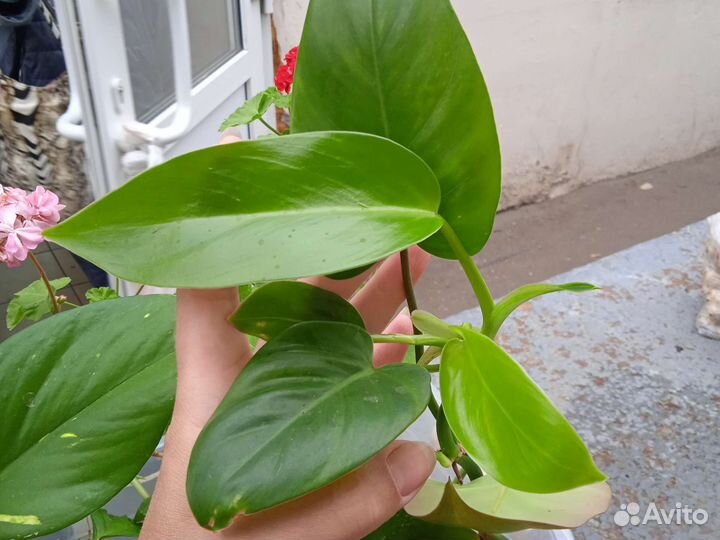 Комнатные растения