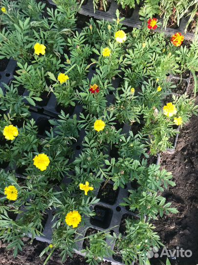 Продается рассда цветов и овощей