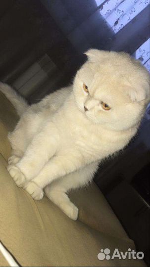 Шотландская