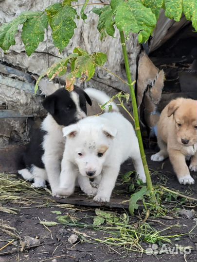 Щенки