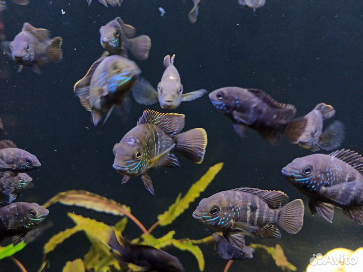 Рыбы цихлиды