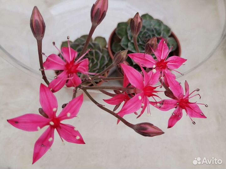 Граптопеталум красивый, эониум и другие суккуленты