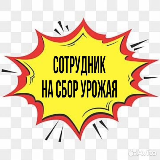 Сотрудник на сбор урожая