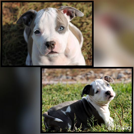 Красивые девочки Амстаффа