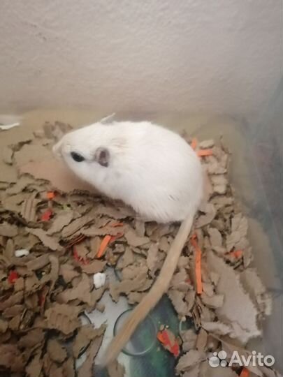 Мышь песчанка мальчик и девочка отдаю вместе