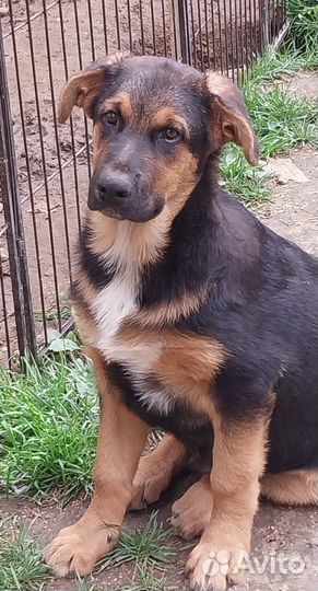 Мулан. Метис немецкой овчарки