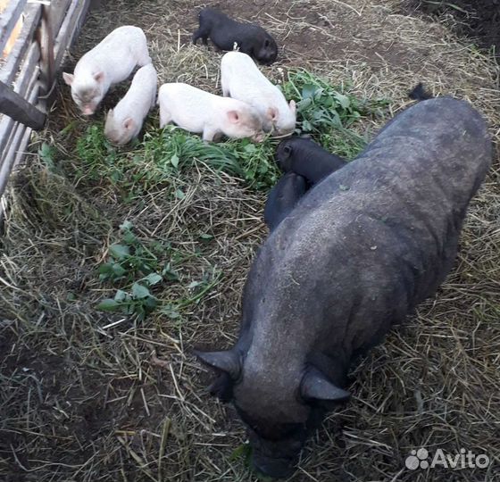 Поросята