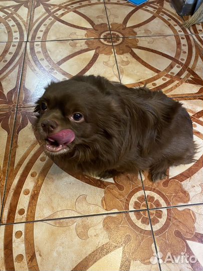 Отдам в добрые руки